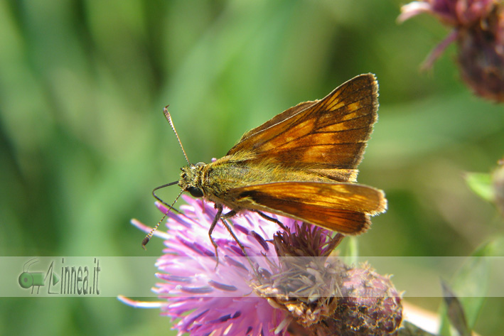 Ochlodes venatus ?